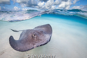'Stingray cruising on the Sandbar'
Stingray City, Grand ... by Terry Steeley 